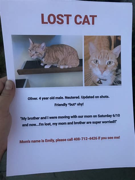 Lost cats near me - This is a page for cat owners who's cats have gone missing and want to help get them back by social media. By posting a photo and contact details on here. Hopefully someone may see or know where they... Log In. Log In. Forgot Account? Missing Cats in Adelaide, South Australia. Public group ...